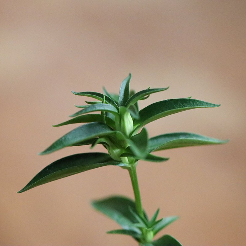 Gentiana scabra (Purple Japanese gentian, murasaki rindo)