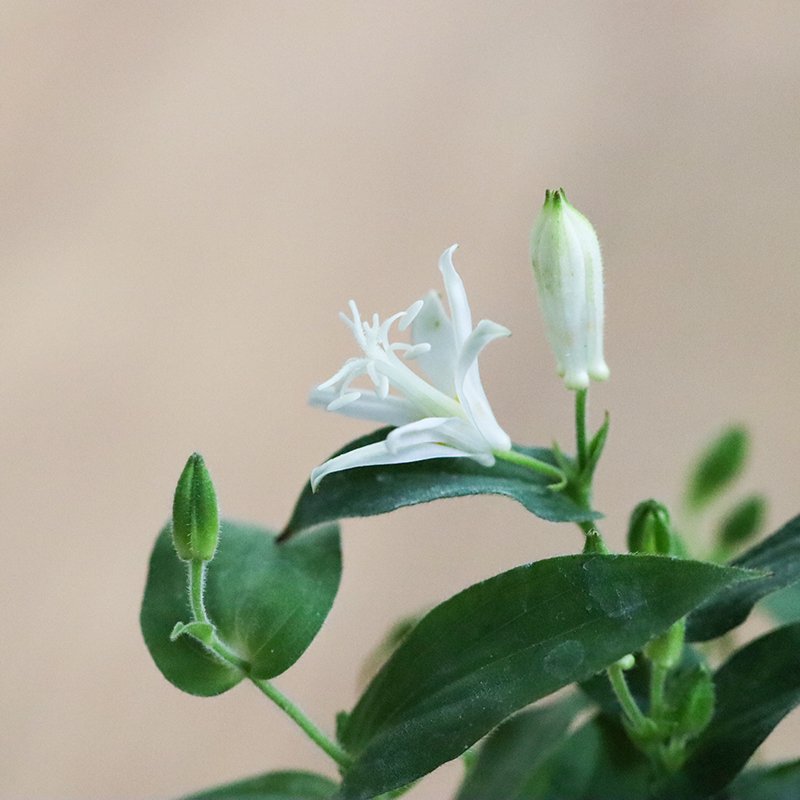 Tricyrtis hirta f. albescens (White toad lily, shirobana hototogisu)