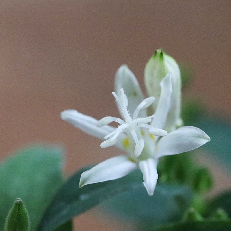白花杜鵑草（シロバナホトトギス）