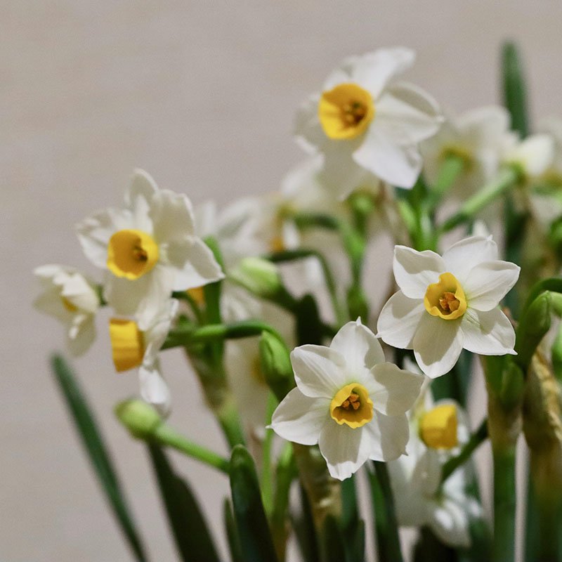 Narcissus tazetta var. chinensis (Chinese sacred lily, nihon suisen)