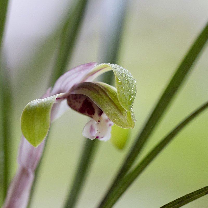 Cymbidium goeringii (Noble orchid, shunran)