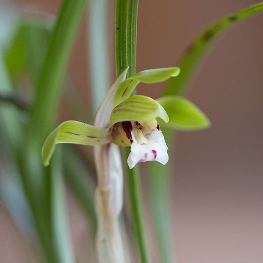 Cymbidium goeringii (Noble orchid, shunran)