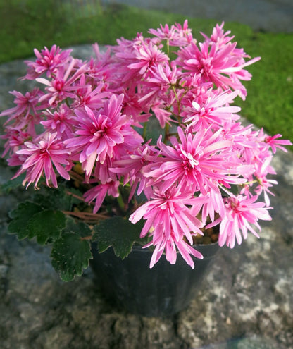 Saxifraga fortunei var. alpina ‘Shusen’ (Fortune saxifrage ‘Shusen,’ daimonji-so ‘Shusen’)