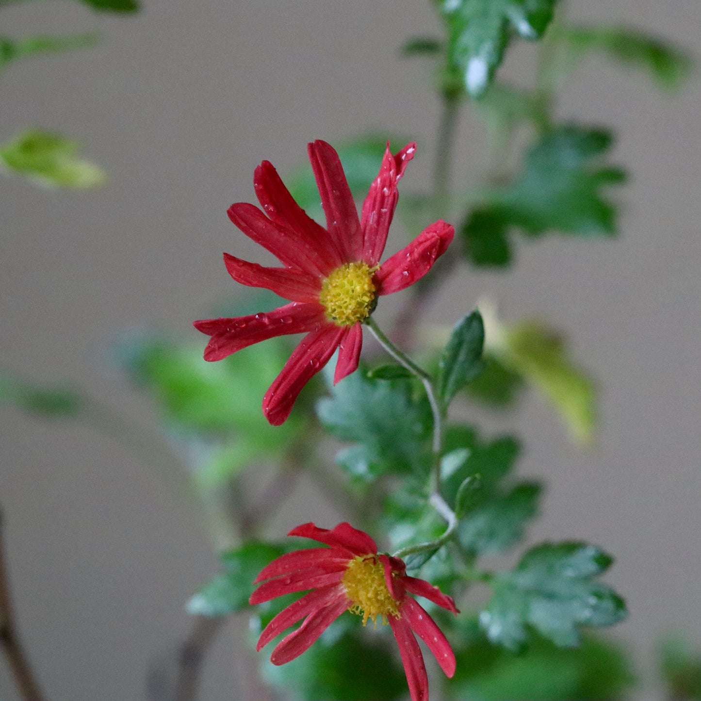 赤花野菊（アカバナノギク）