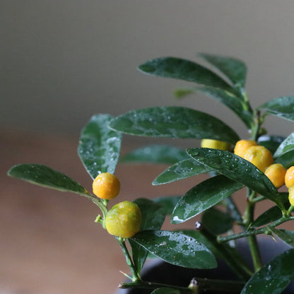 Fortunella hindsii (Golden-bean kumquat, kinzu)