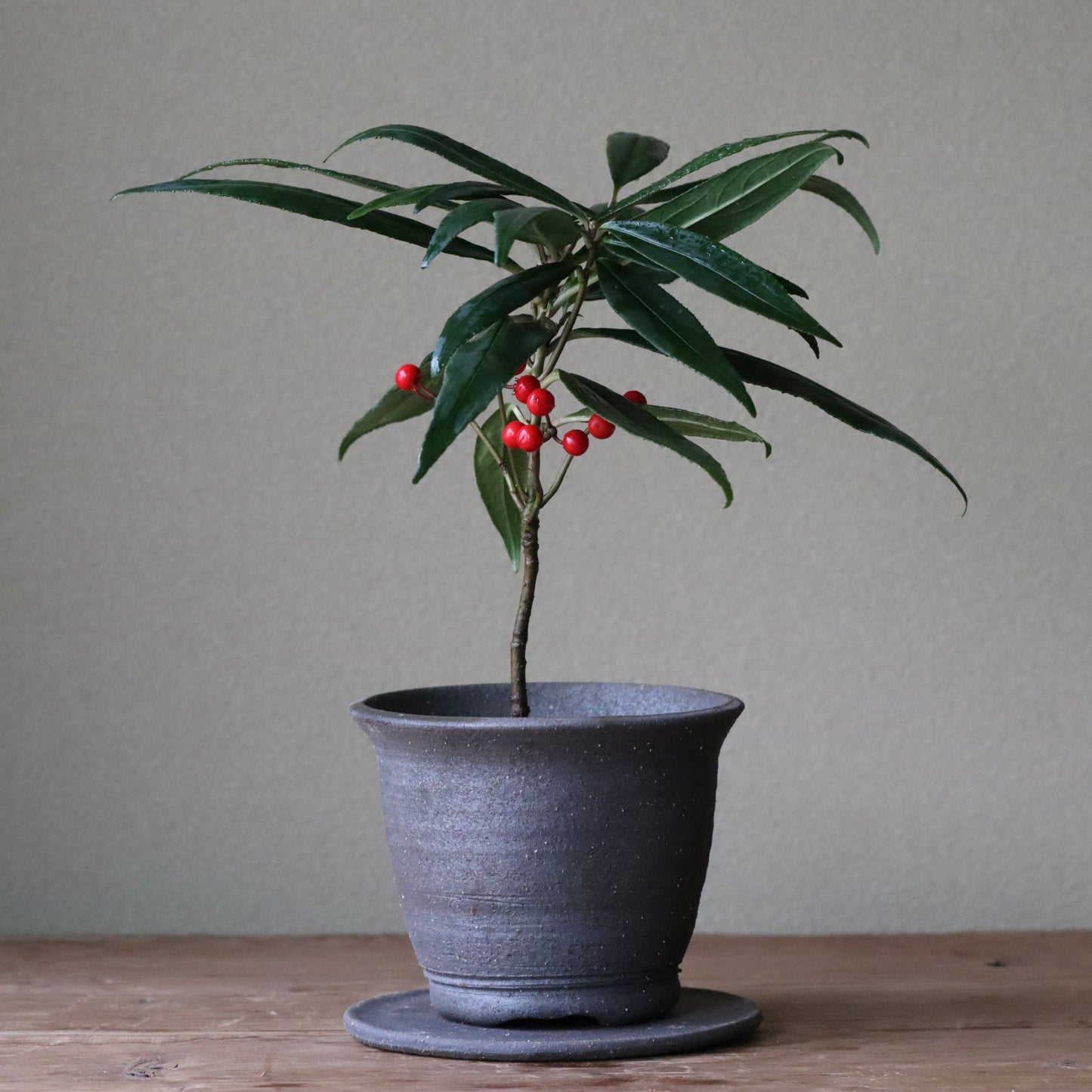 Ardisia crispa (Japanese holly, karatachibana)