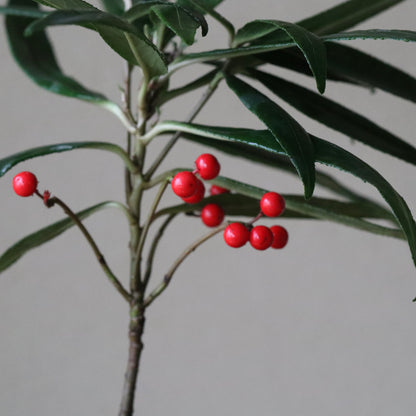 Ardisia crispa (Japanese holly, karatachibana)