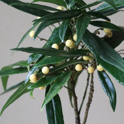 Ardisia crispa (Japanese holly, shiro karatachibana)