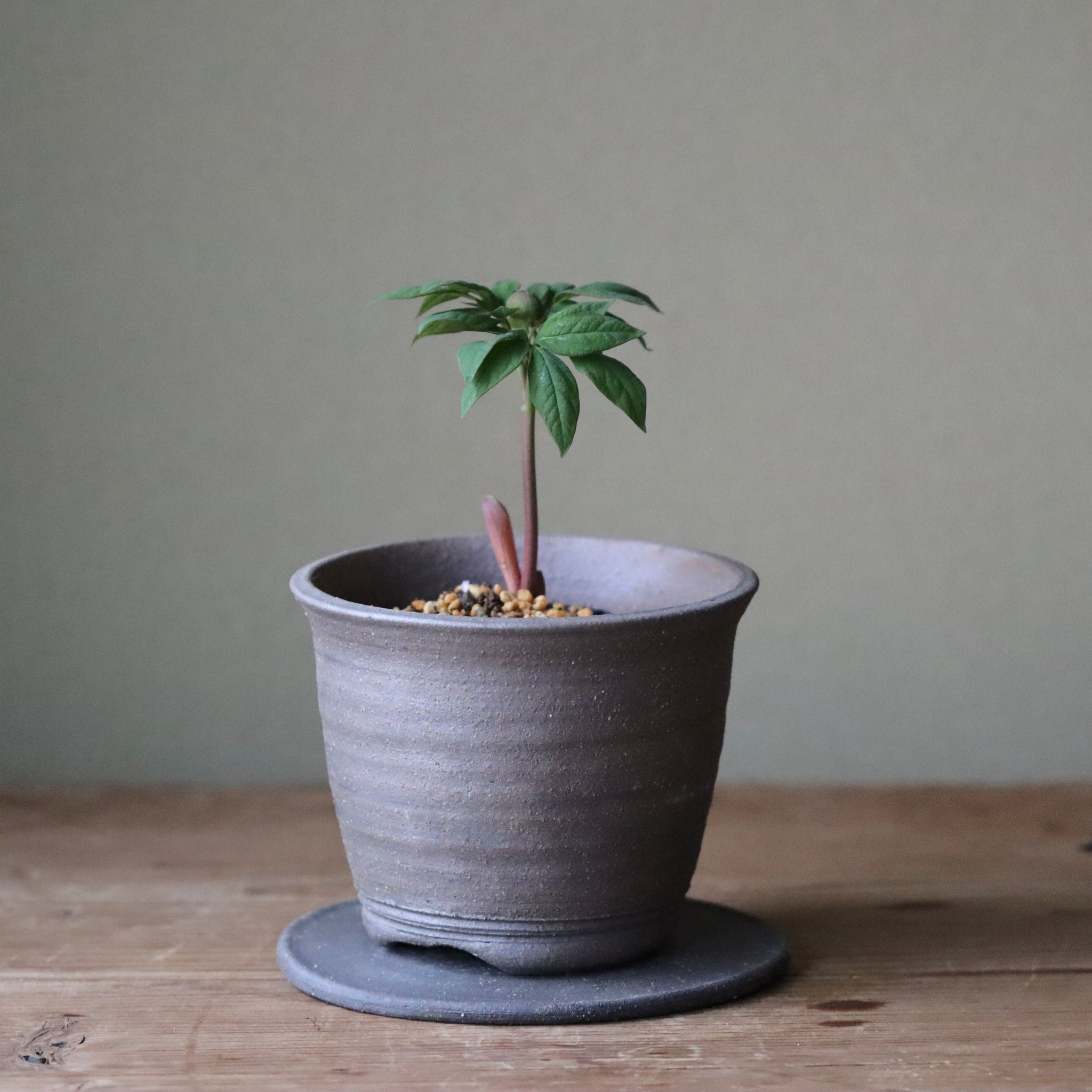 Paeonia japonica (Woodland peony, yama shakuyaku)