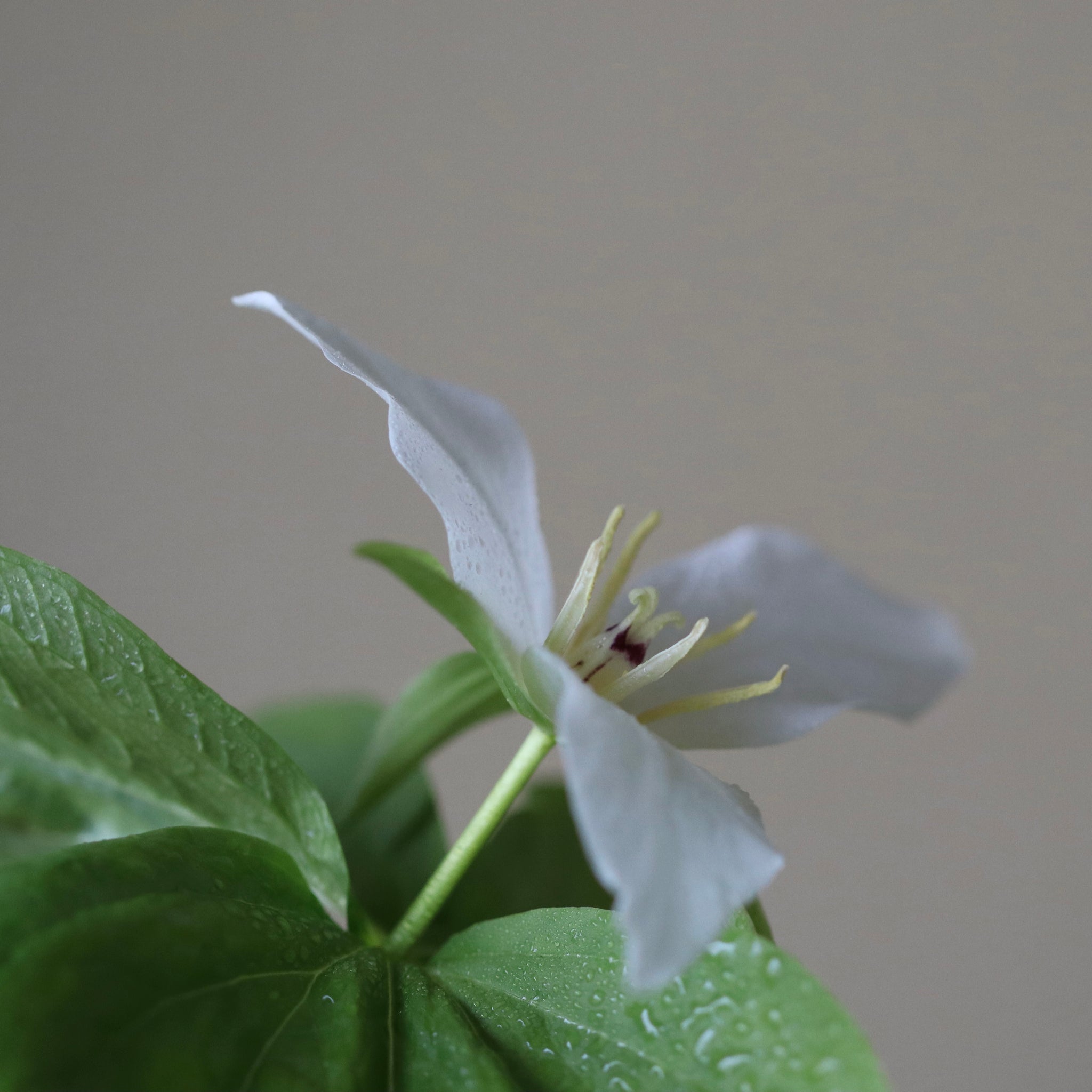 Trillium camschatcense (Obana no enrei-so)