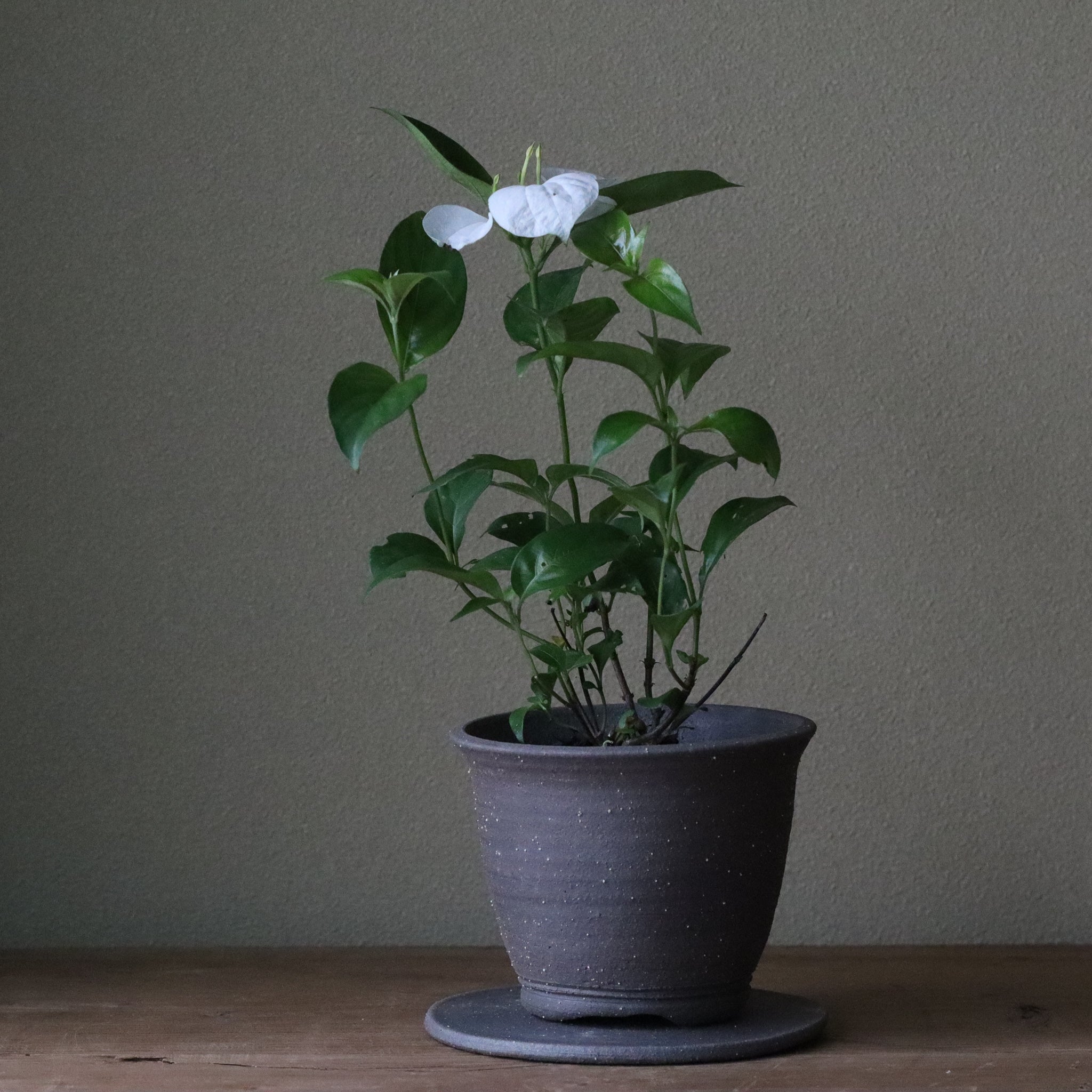 崑崙花（コンロンカ）