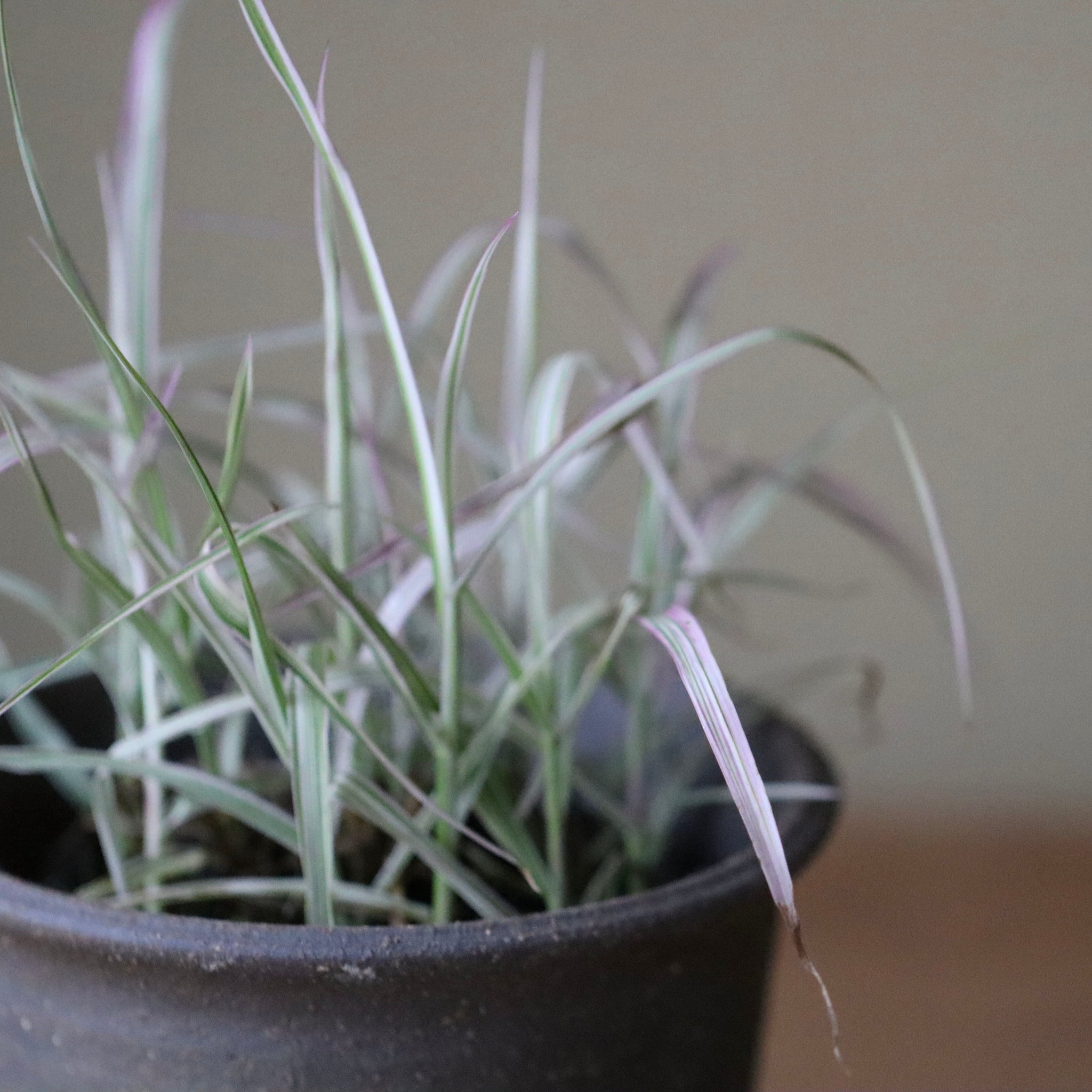 Phalaris arundinacea (Ribbon grass, fuiri Towada ashi)