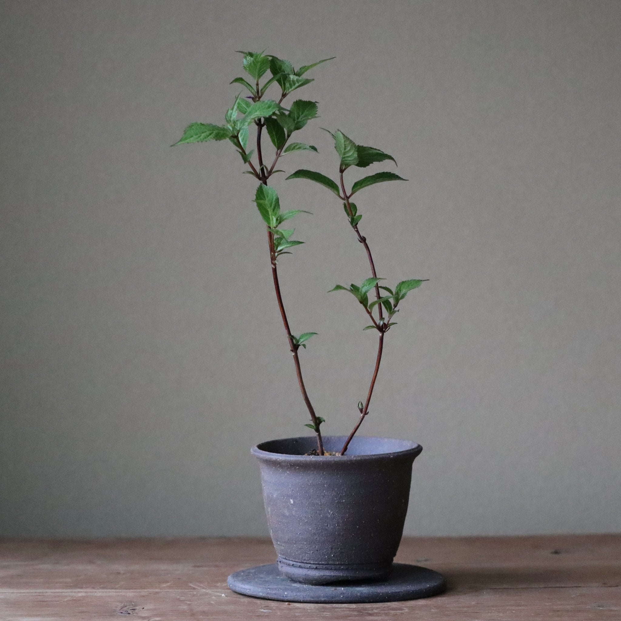 Hydrangea serrata ‘Aihime’ (Mountain hydrangea, tea of heaven, yama ajisai ‘Aihime’)