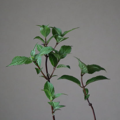 山紫陽花 藍姫（アイヒメ）