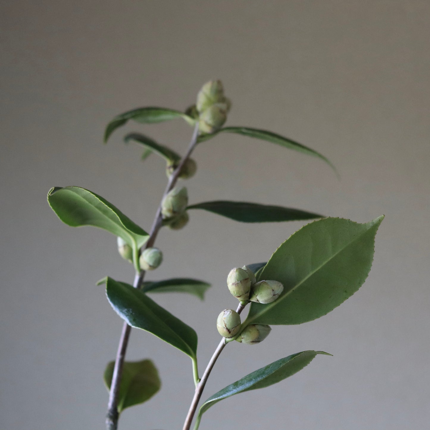 Camellia japonica ‘Bokuhan’