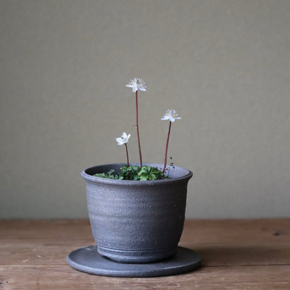 Coptis quinquefolia (Baika oren)