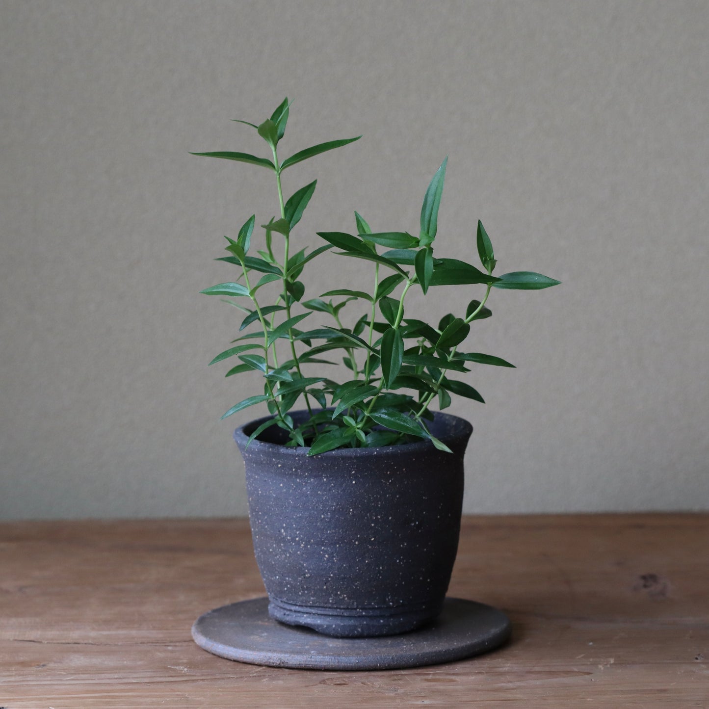 Gentiana scabra (Purple Japanese gentian, murasaki rindo)