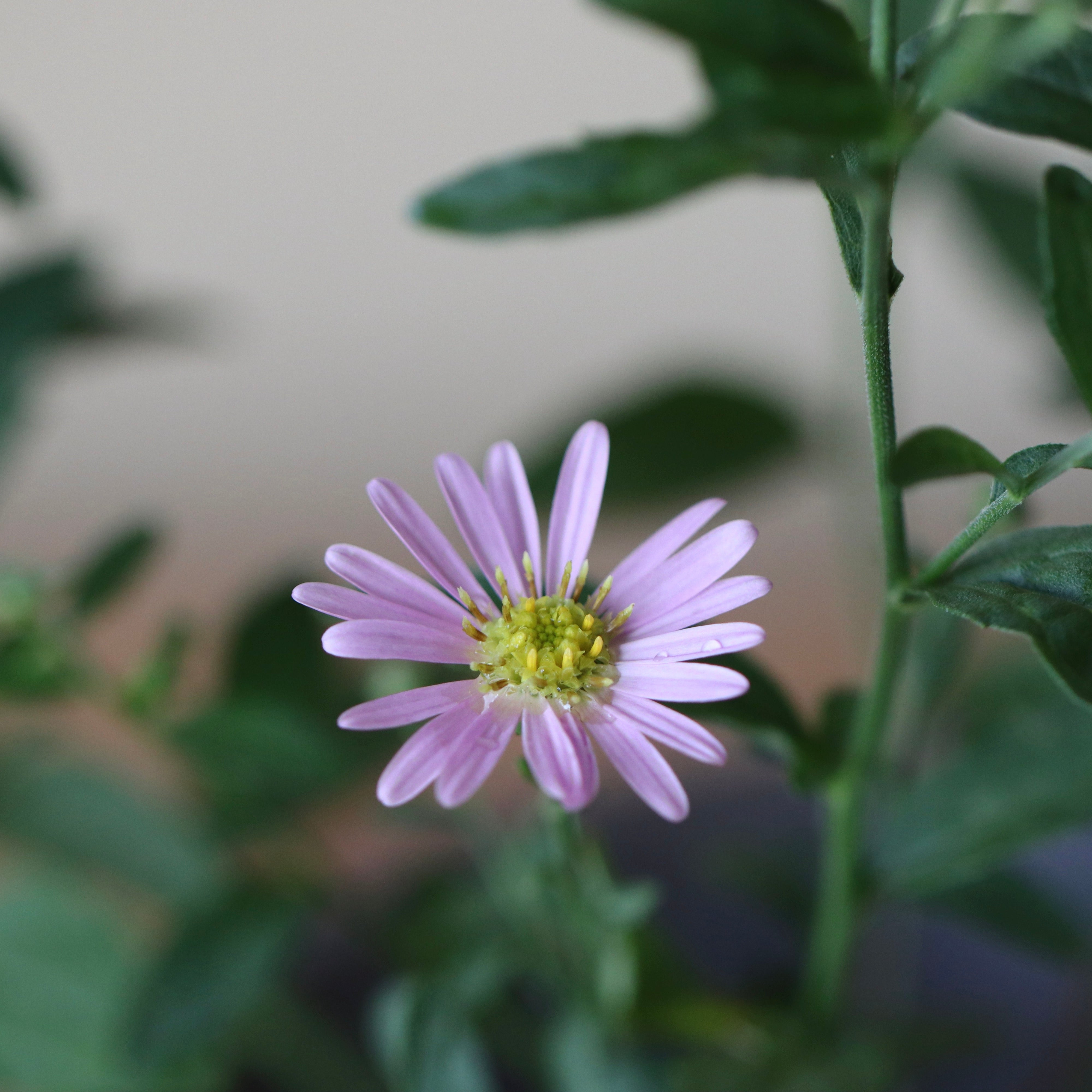 キクイタダキ　レジンヘアゴム　青緑　小さな小さな菊頂 キクイタダキ レジンヘアゴム 青 小さな小さな菊頂 キク：青花ヒメ