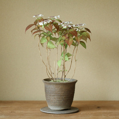 Hydrangea serrata ‘Kurenai’ (Mountain hydrangea ‘Kurenai,’ yama ajisai ‘Kurenai’)