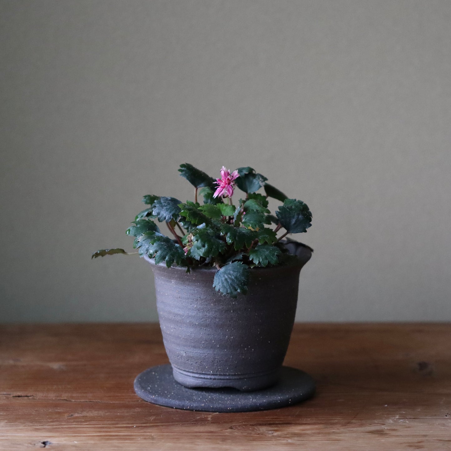 Saxifraga fortunei var. alpina ‘Shusen’ (Fortune saxifrage ‘Shusen,’ daimonji-so ‘Shusen’)