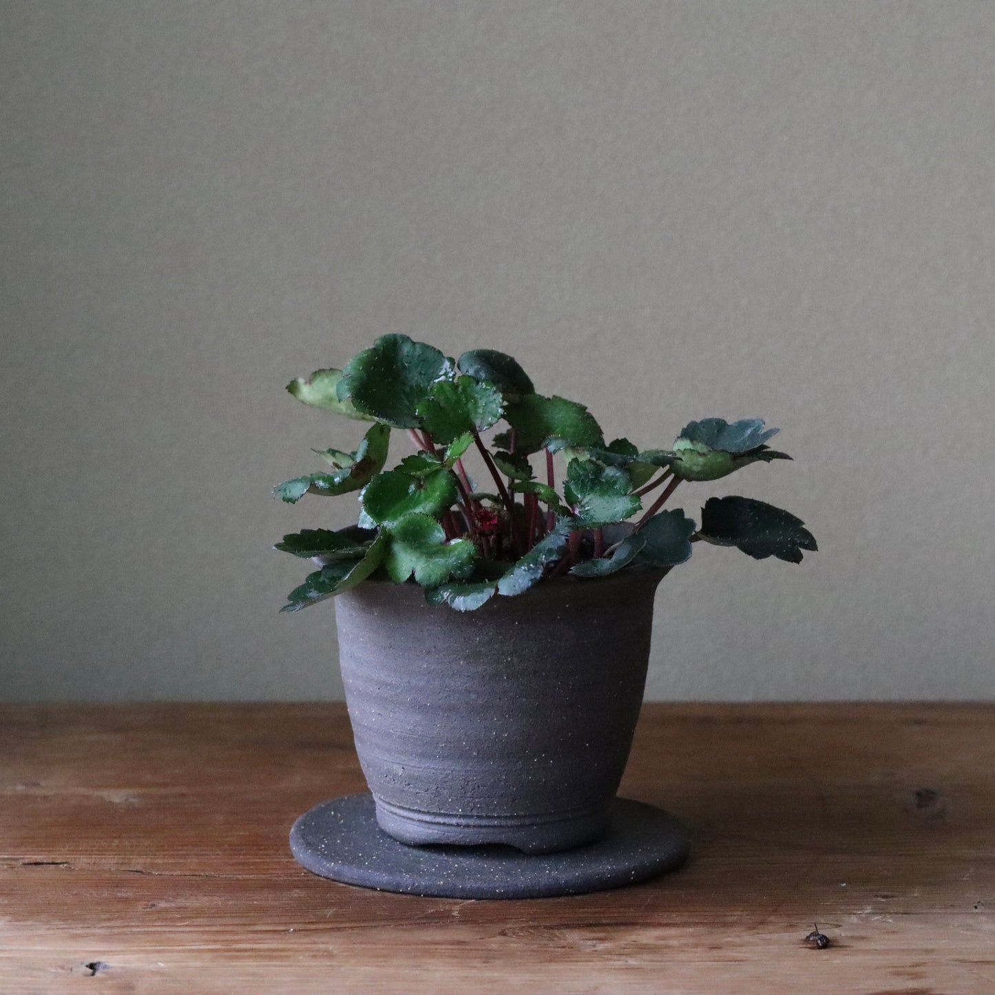 Saxifraga fortunei var. alpina ‘Beni Shidare’ (Fortune saxifrage ‘Beni Shidare’, daimonji-so ‘Beni Shidare’)