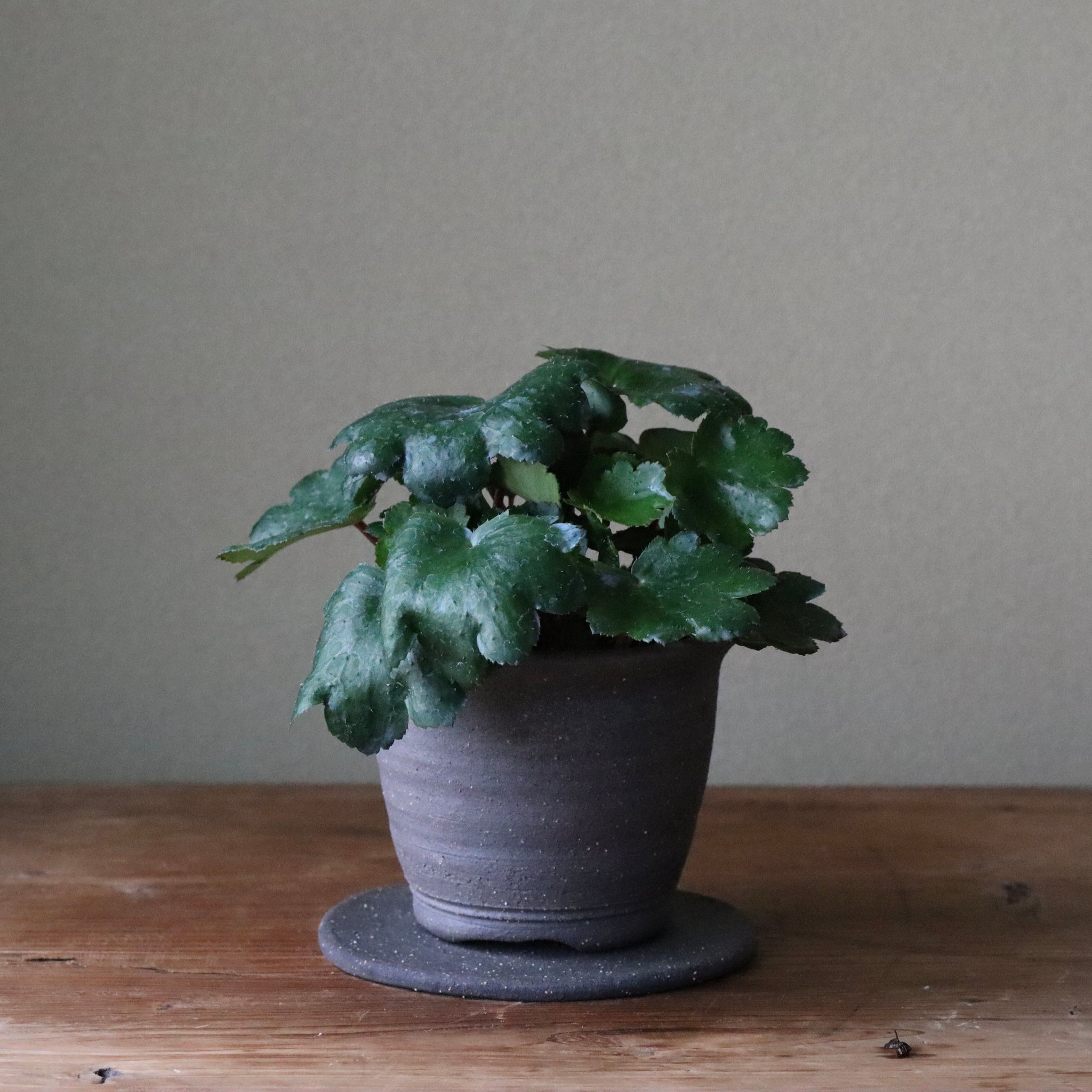 Saxifraga fortunei var. alpina ‘Beni Tsukasa’ (Fortune saxifrage ‘Beni Tsukasa,’ daimonji-so ‘Beni Tsukasa’)