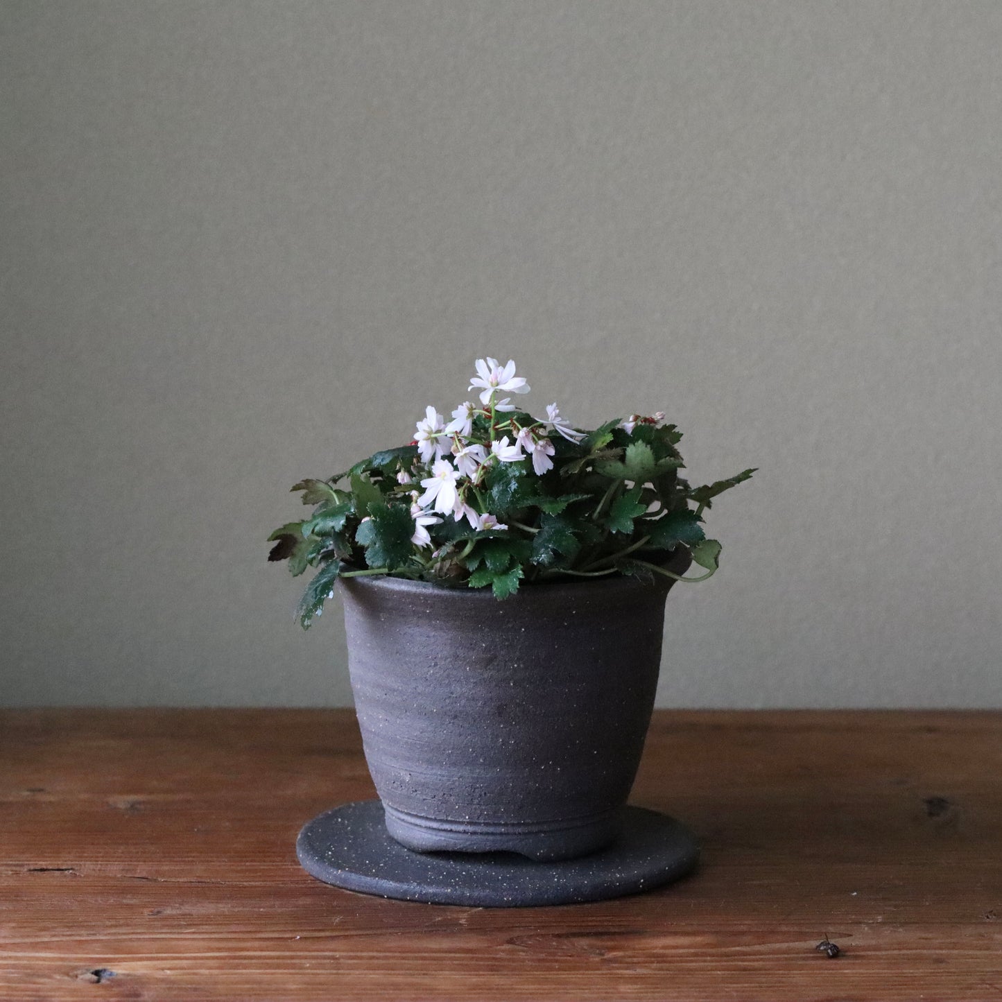 Saxifraga fortunei var. alpina ‘Yosei’ (Fortune saxifrage ‘Yosei,’ daimonji-so ‘Yosei’)