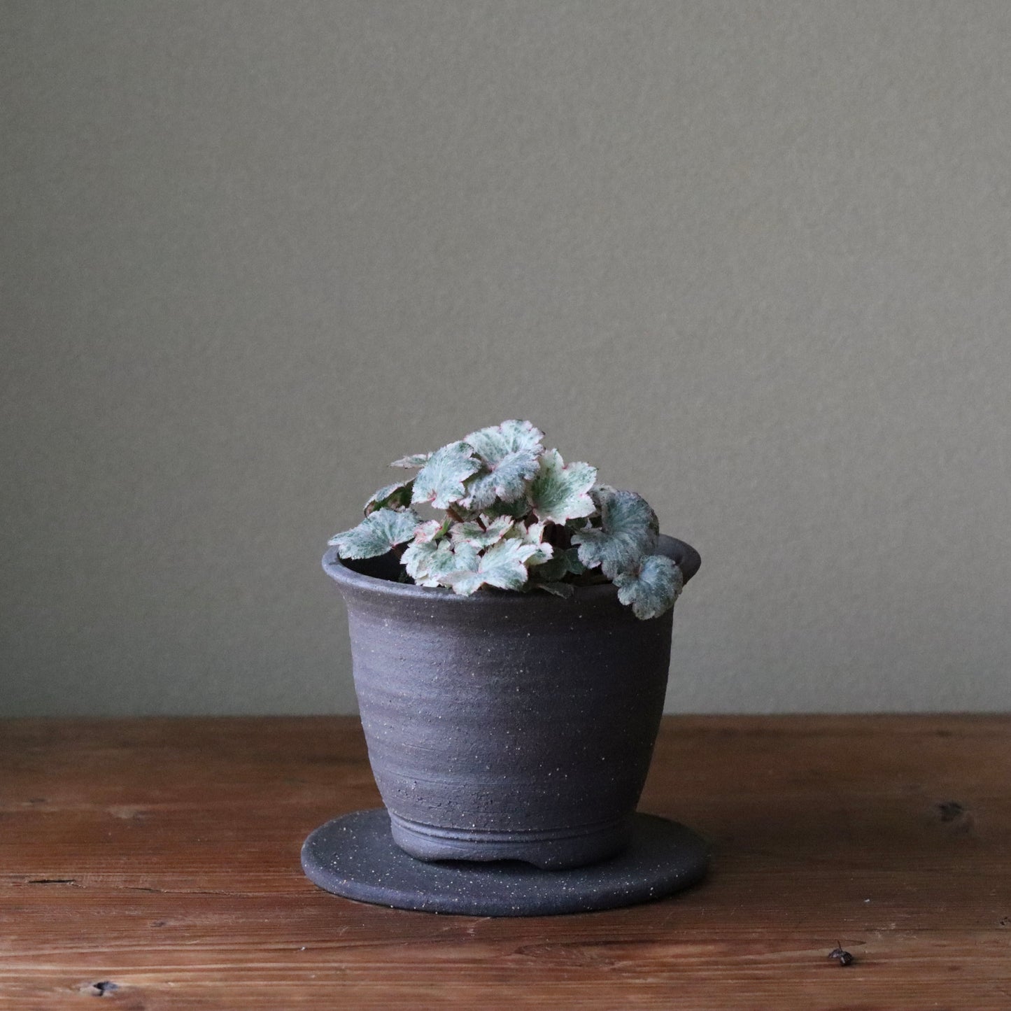 Saxifraga fortunei var. alpina ‘Dai-ginga Nishiki’ (Fortune saxifrage ‘Dai-ginga Nishiki’, daimonji-so ‘Dai-ginga Nishiki’)