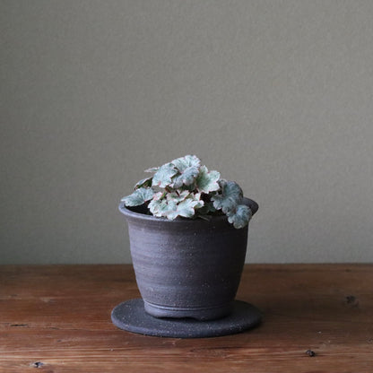 Saxifraga fortunei var. alpina ‘Dai-ginga Nishiki’ (Fortune saxifrage ‘Dai-ginga Nishiki’, daimonji-so ‘Dai-ginga Nishiki’)