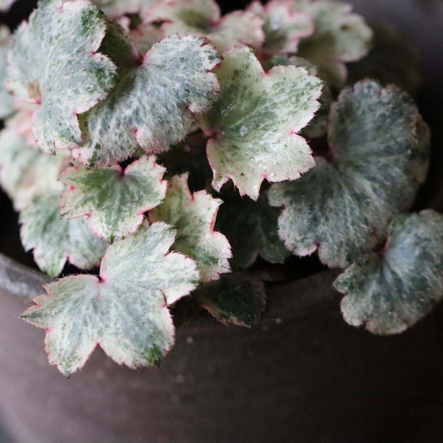 Saxifraga fortunei var. alpina ‘Dai-ginga Nishiki’ (Fortune saxifrage ‘Dai-ginga Nishiki’, daimonji-so ‘Dai-ginga Nishiki’)