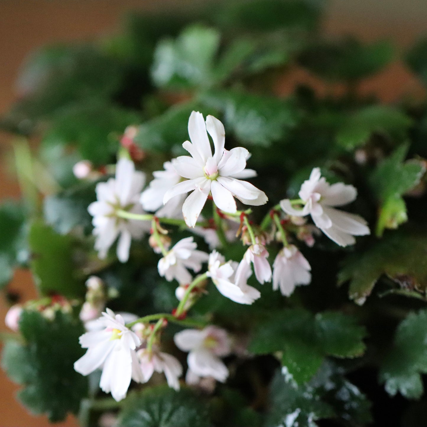 Saxifraga fortunei var. alpina ‘Yosei’ (Fortune saxifrage ‘Yosei,’ daimonji-so ‘Yosei’)