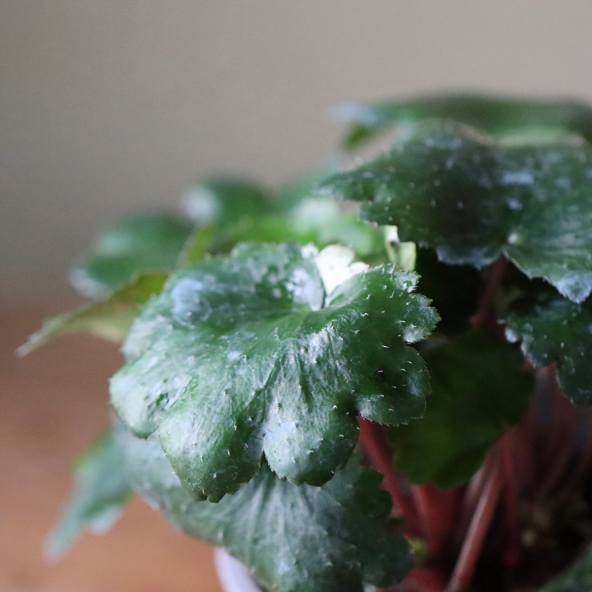 Saxifraga fortunei var. alpina ‘Beni Tsukasa’ (Fortune saxifrage ‘Beni Tsukasa,’ daimonji-so ‘Beni Tsukasa’)