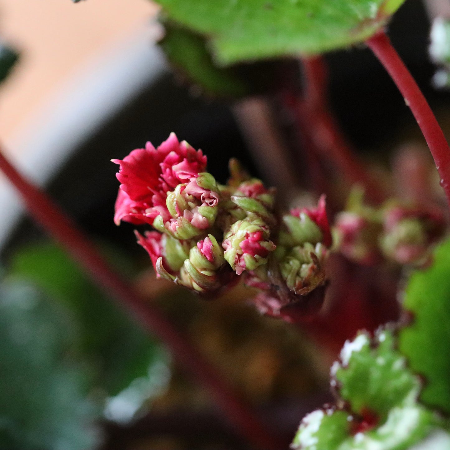 Saxifraga fortunei var. alpina ‘Beni Shidare’ (Fortune saxifrage ‘Beni Shidare’, daimonji-so ‘Beni Shidare’)