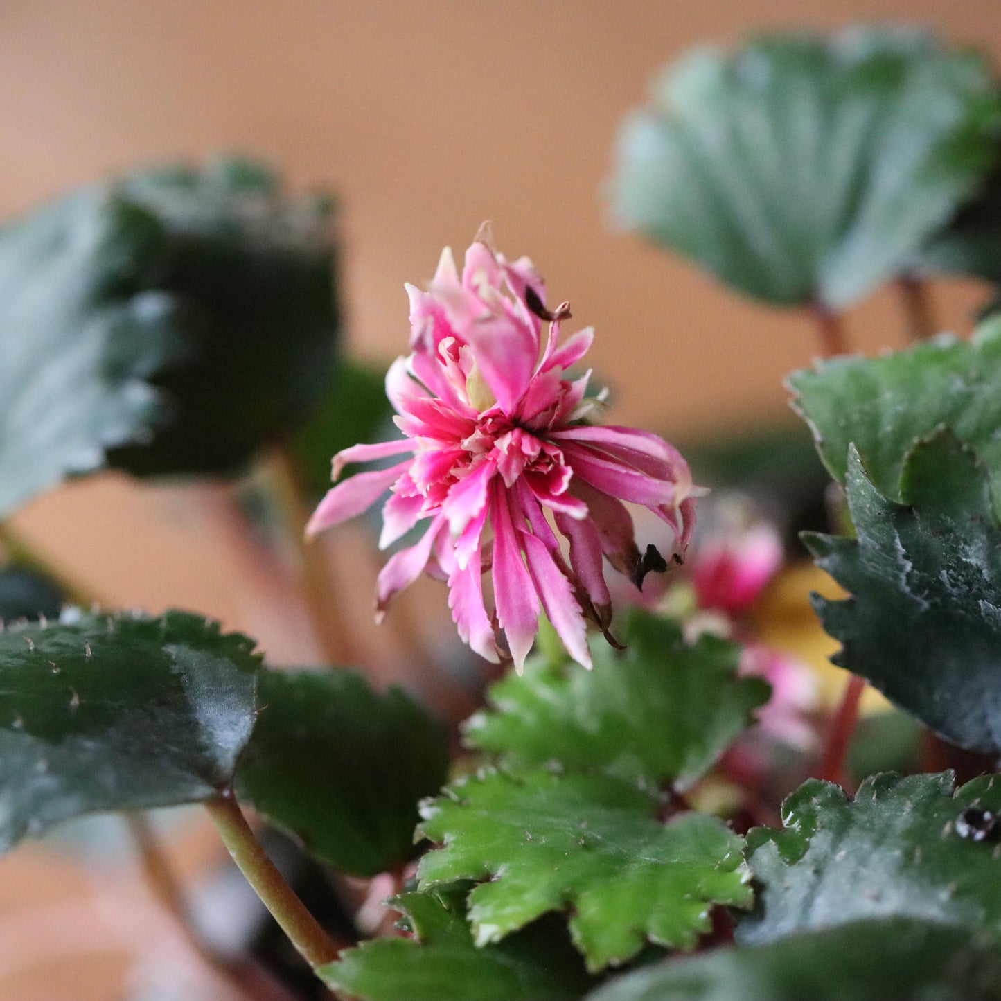 Saxifraga fortunei var. alpina ‘Shusen’ (Fortune saxifrage ‘Shusen,’ daimonji-so ‘Shusen’)