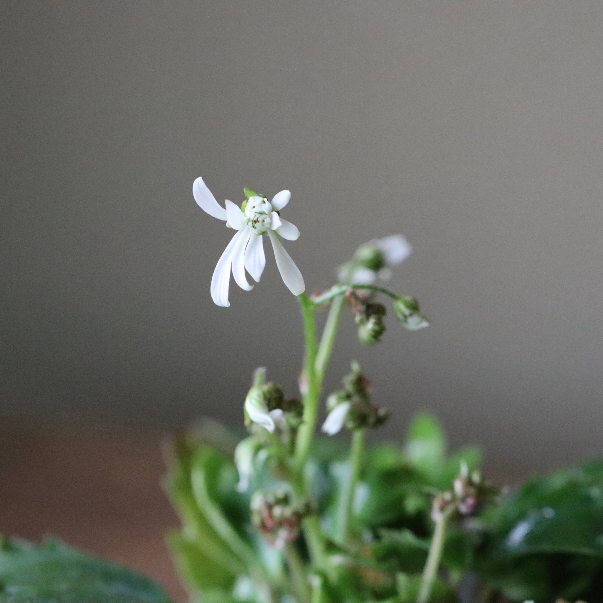 Saxifraga fortunei var. alpina ‘Shiraito no Taki’ (Fortune saxifrage ‘Shiraito no Taki,’ daimonji-so ‘Shiraito no Taki’)
