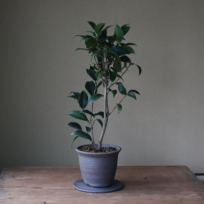 Camellia wabisuke var. campanulata f. bicolor