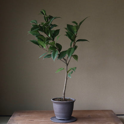 Camellia ‘Seiobo’