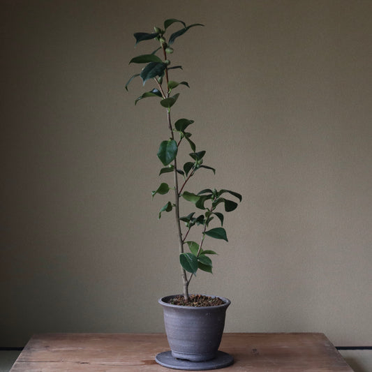 Camellia japonica ‘Kamo Honnami’