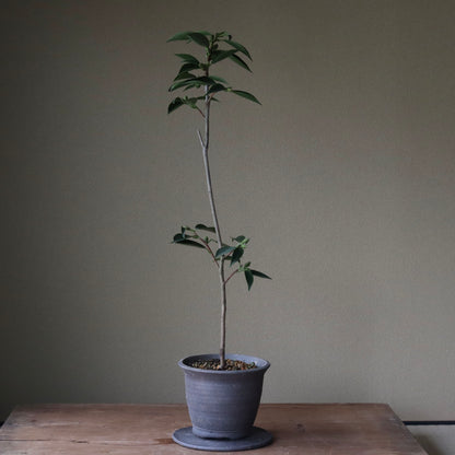 Camellia wabisuke (Wabisuke camellia or shiro wabisuke)