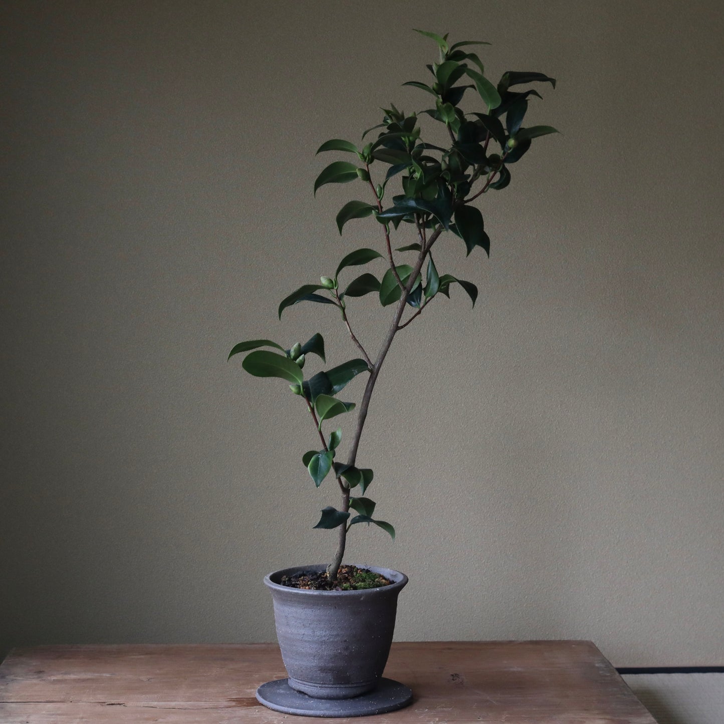 Camellia japonica ‘Aki no Yama’