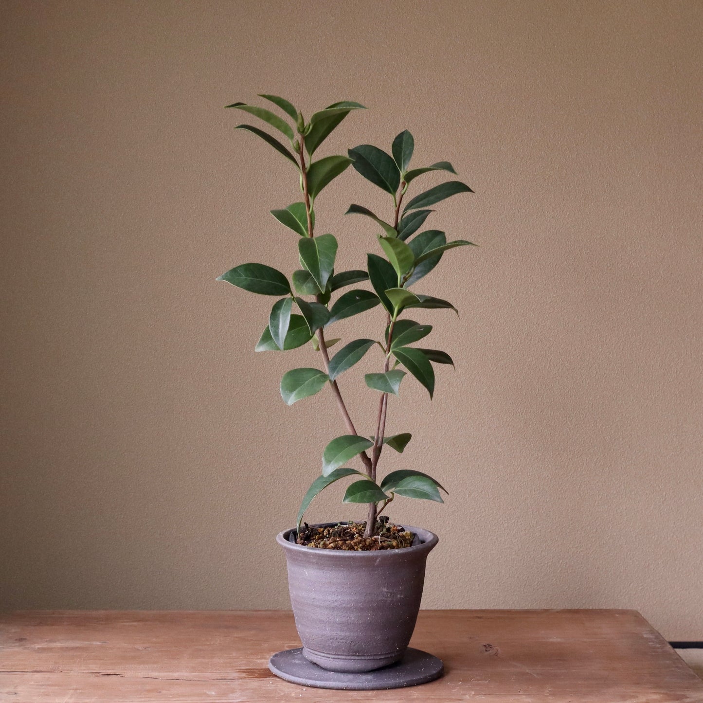 Camellia japonica 'Shiratama' (Camellia 'Shiratama')