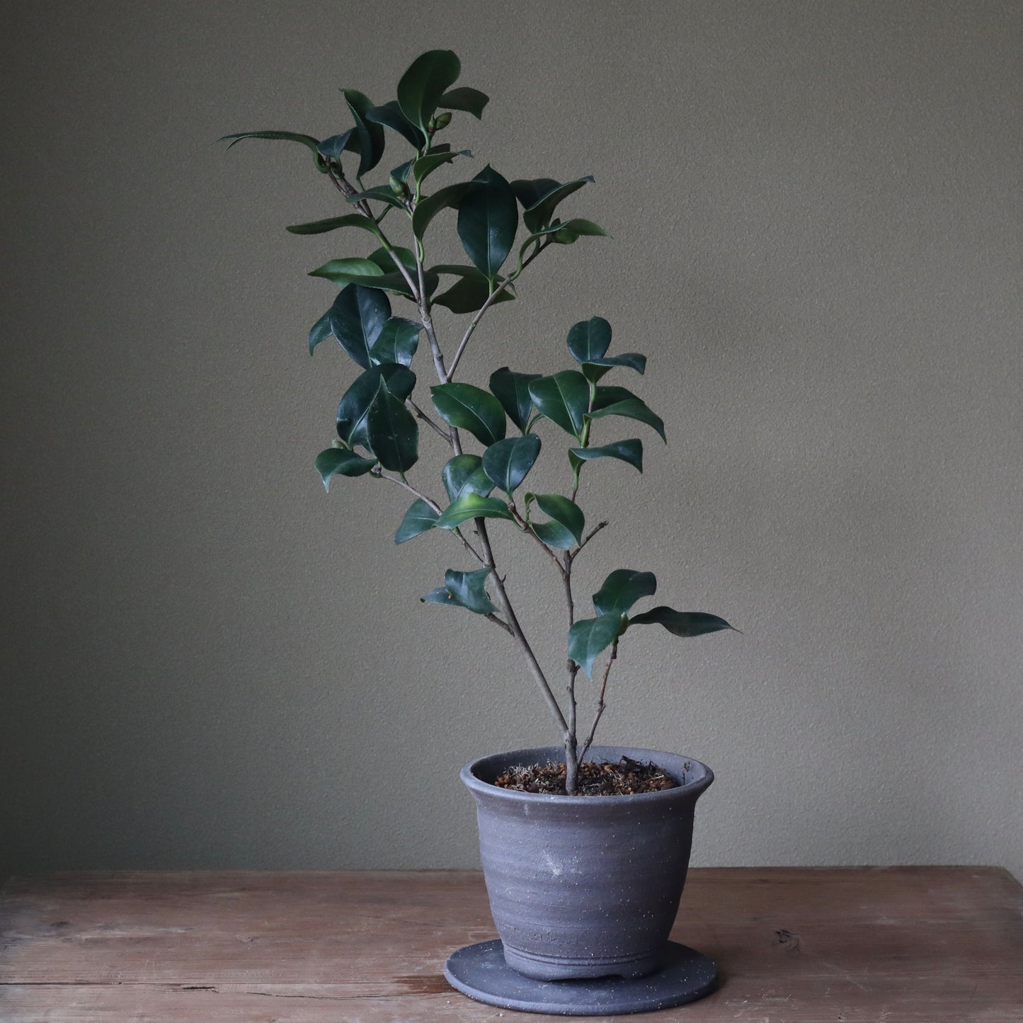 Camellia ‘Aka Seiobo’