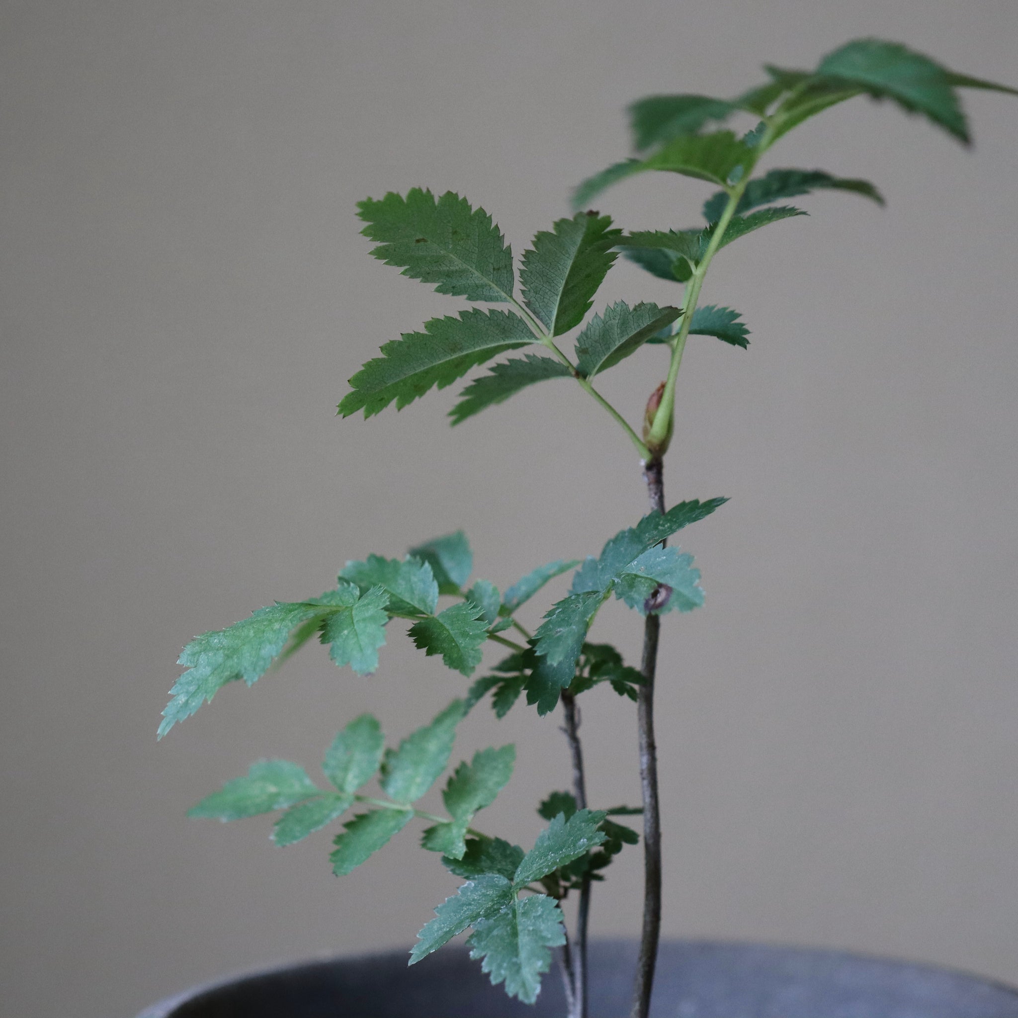 Sorbus commixta (Japanese rowan, nanakamado)