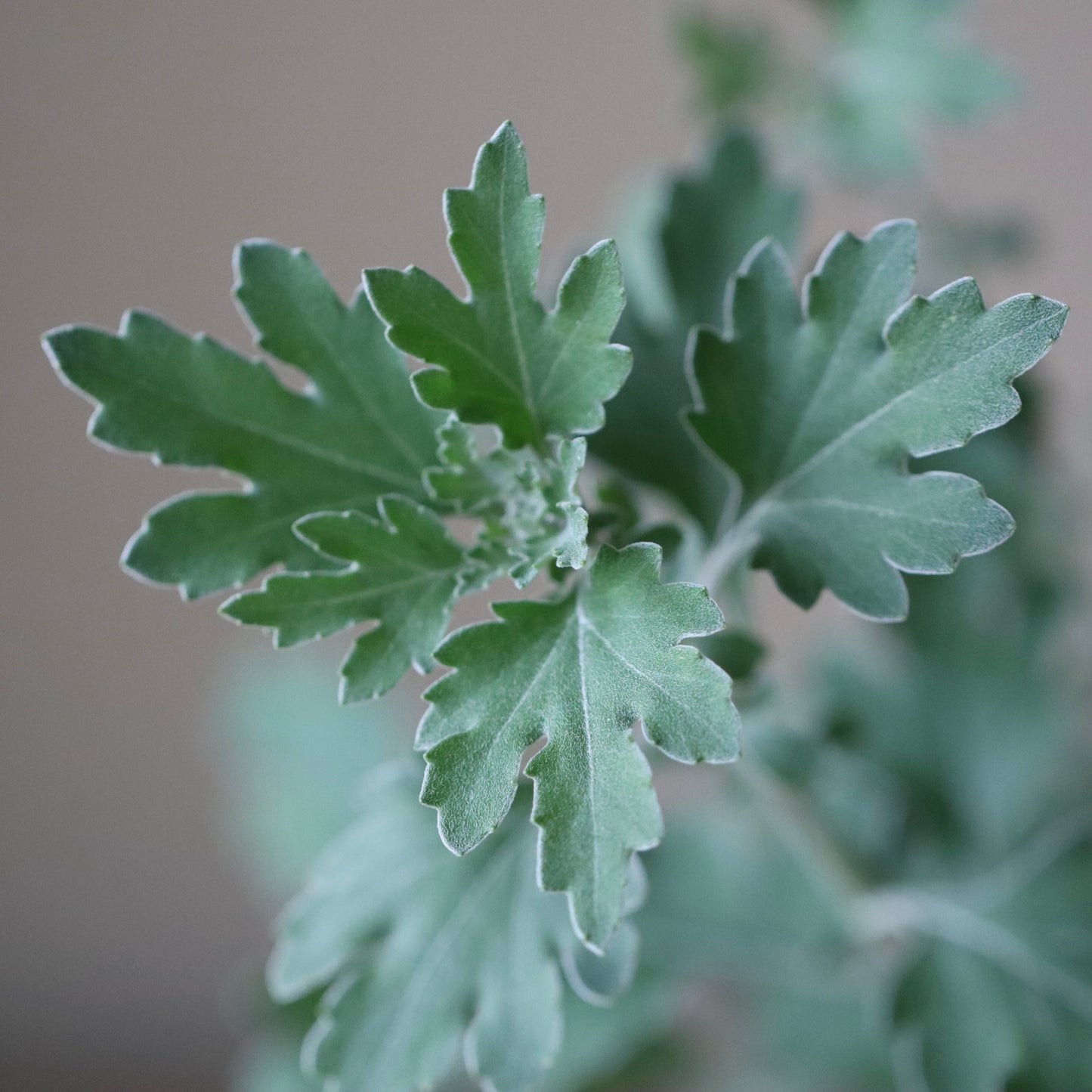 Chrysanthemum ornatum (Akabana satsuma nogiku)