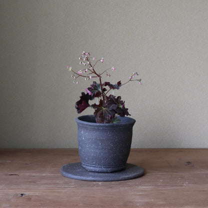 Moss ball and Saxifraga cortusifolia (Murasaki jinji-so)