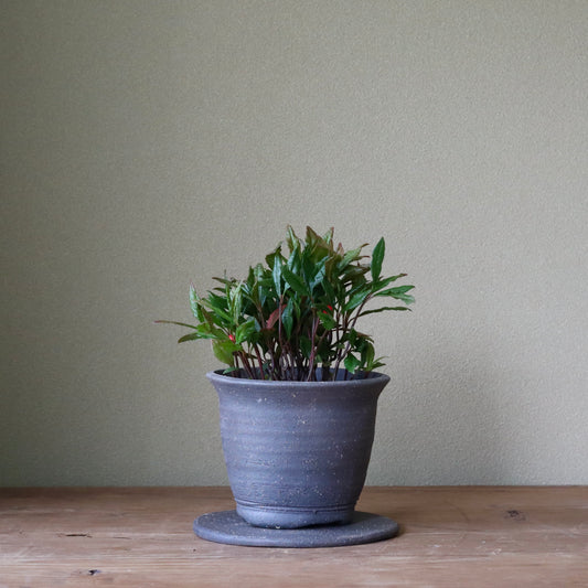 Ardisia japonica (Marlberry,chirimen yabukoji)