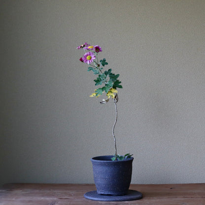 Chrysanthemum ornatum (Akabana satsuma nogiku)