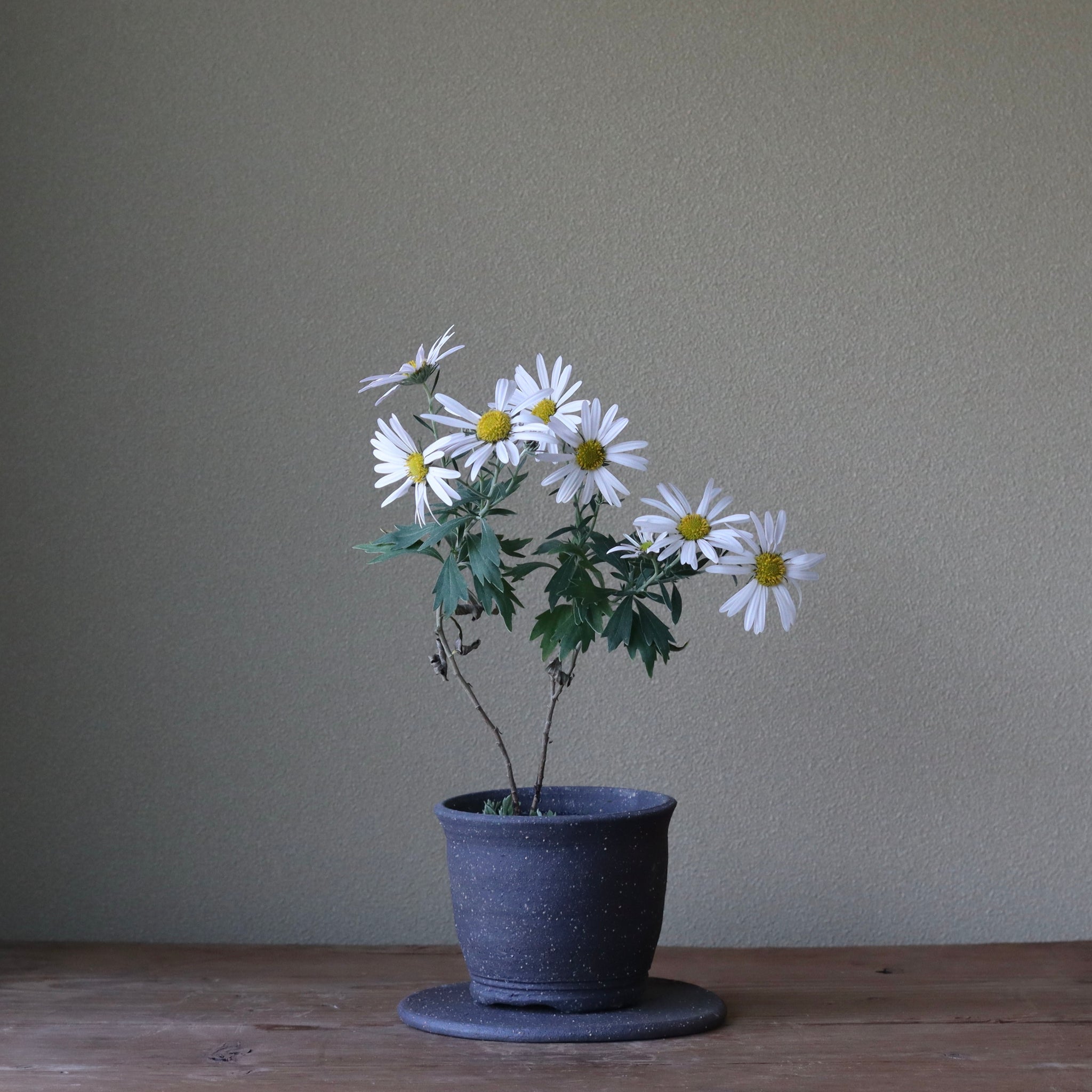 Chrysanthemum yoshinaganthum (Nakagawa nogiku)