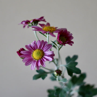 Chrysanthemum ornatum (Akabana satsuma nogiku)