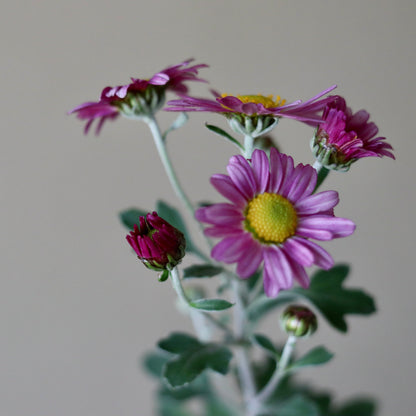 Chrysanthemum ornatum (Akabana satsuma nogiku)